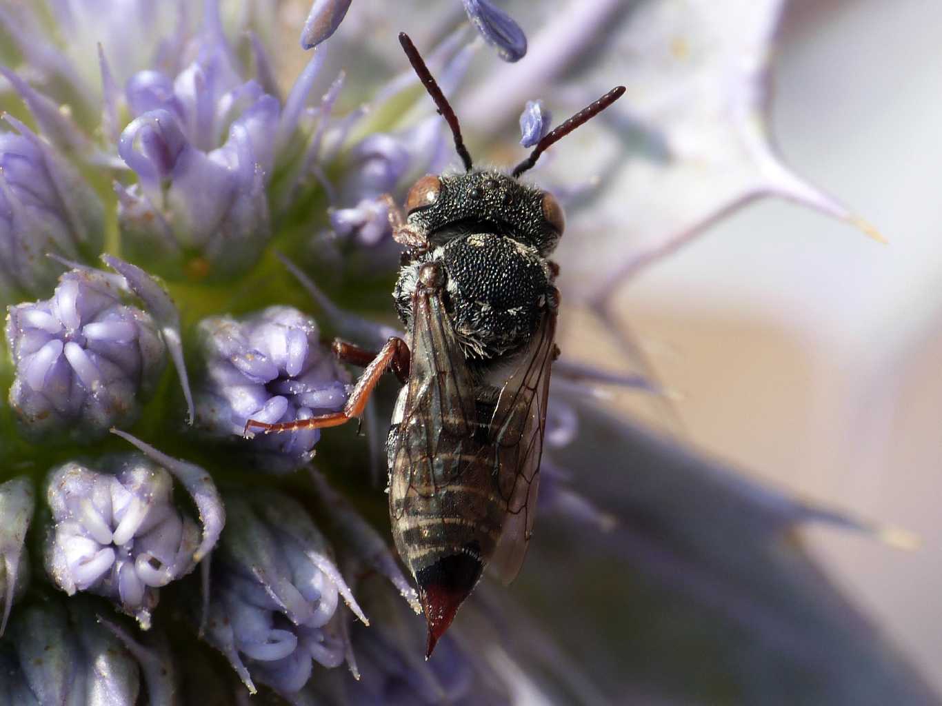Coelioxys sp. femmina e maschio e accoppiamento